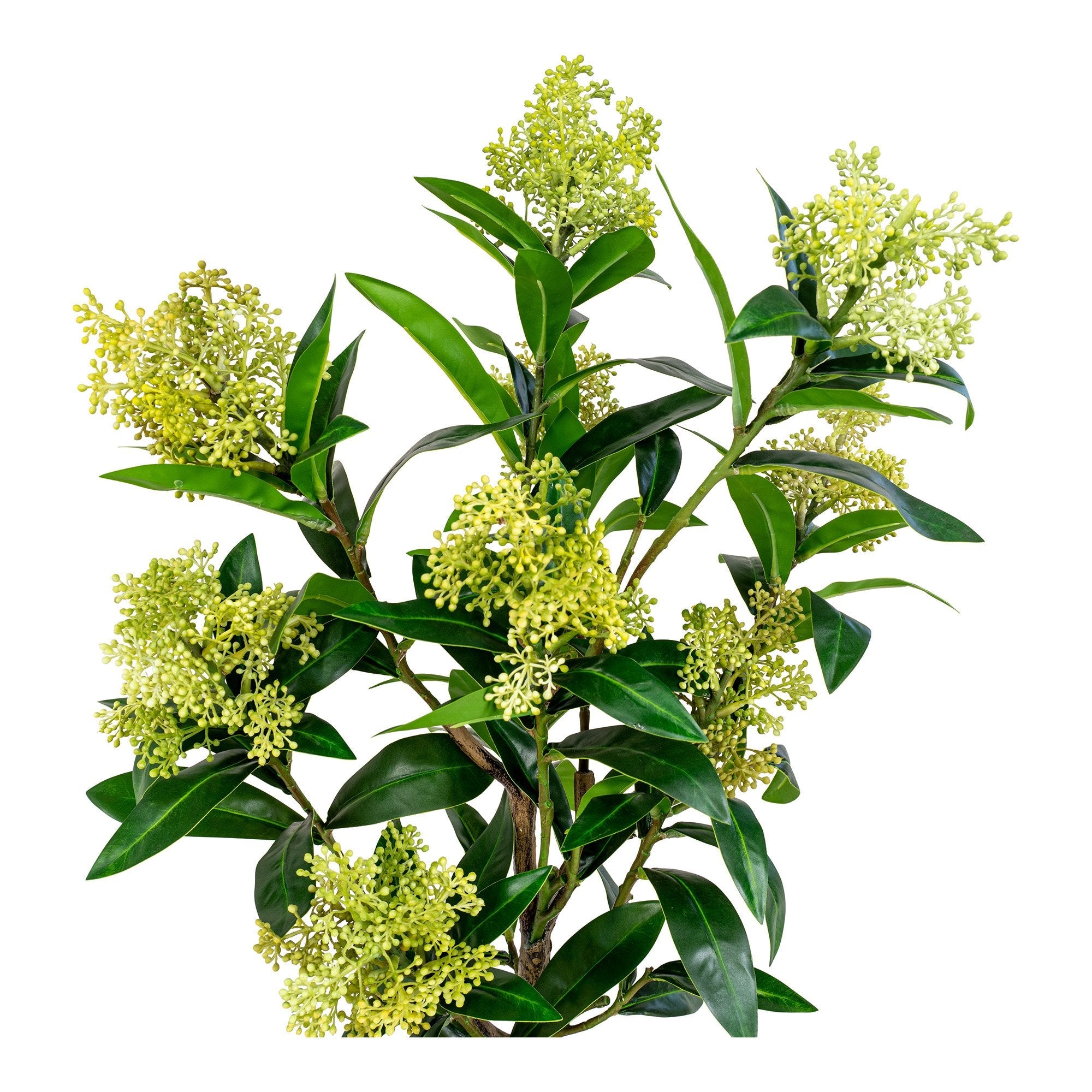 Skimmia-boom  Pochon